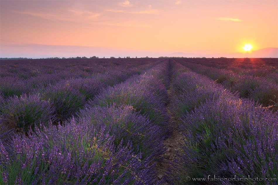 sunrise over a lavander filed in valensole provence