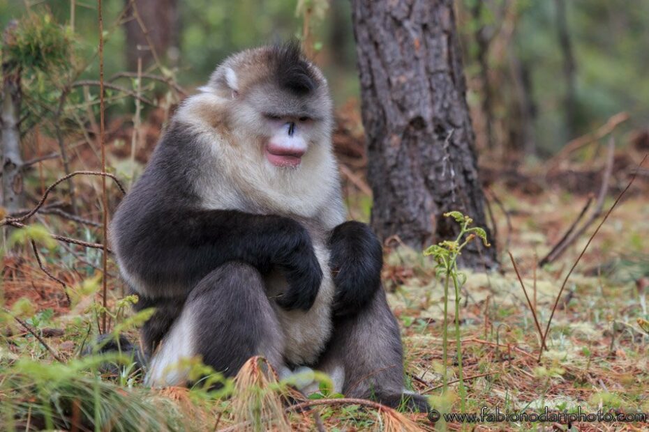 Yunnan Snub Nosed Monkey A Success Story Fabio Nodari